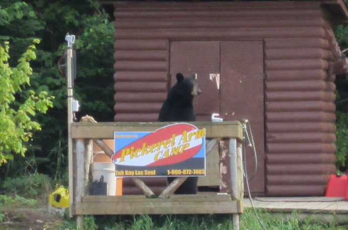 Bear at fishing camp
