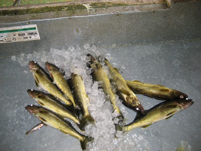 Otatakan Walleye